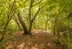 Additional image 27 of Limes Lane, Buxted, Uckfield, East Sussex, TN22