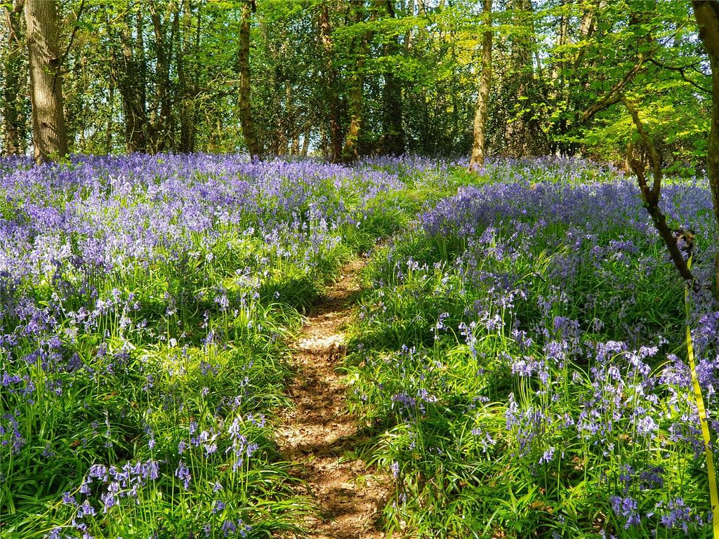 Bluebells