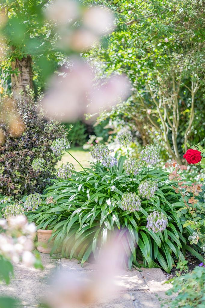 Garden Detail