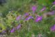 Additional image 39 of Flat 11, Plas Tan Y Bwlch, Rhydyfelin, Aberystwyth