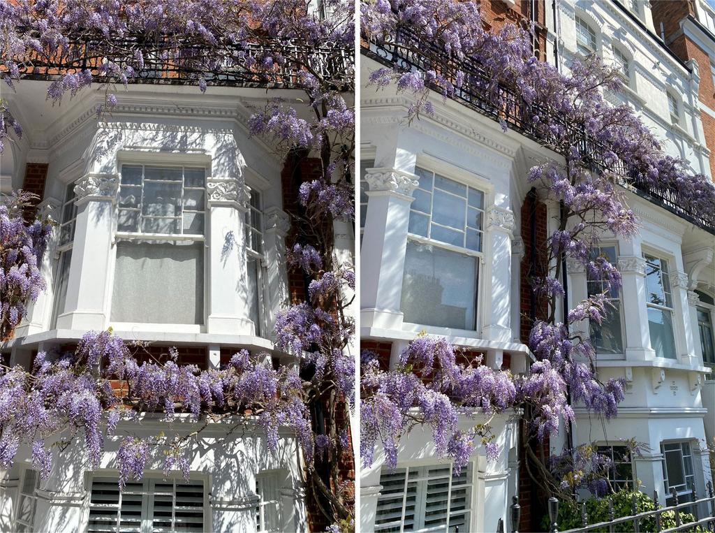 Wisteria