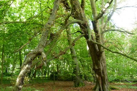 undefined, Ramridge Wood, Weyhill, near Andover SP11