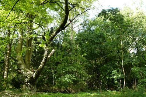 undefined, Ramridge Wood, Weyhill, near Andover SP11
