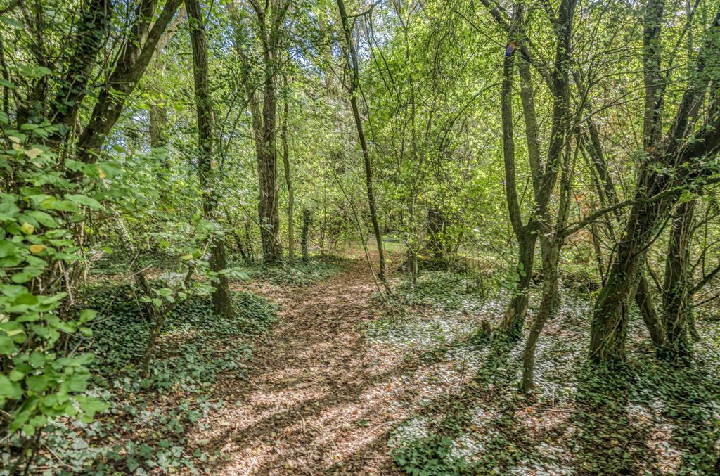 Woodland Area