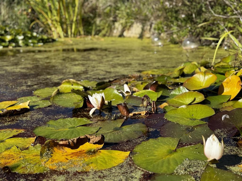 Pond