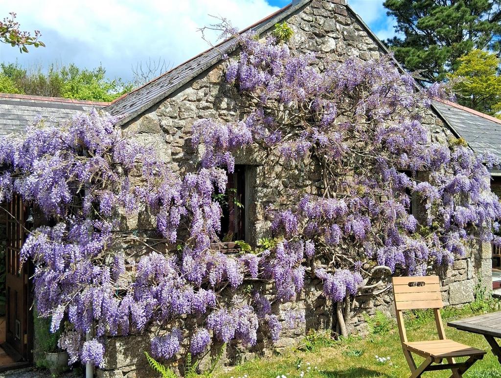 Wisteria - Copy.jpg