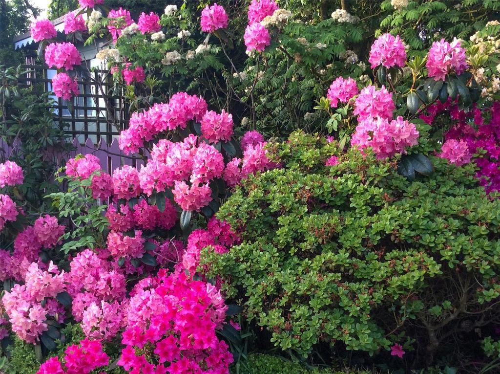 Garden In Springtime