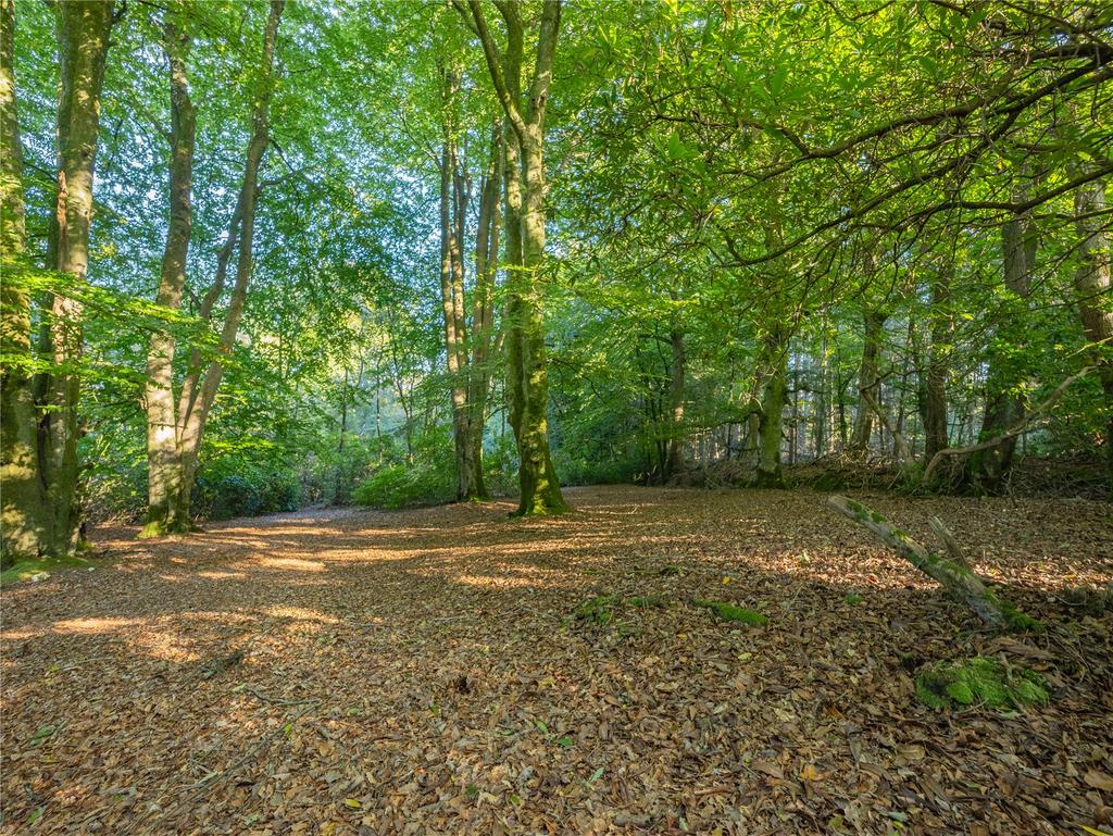 Woodland