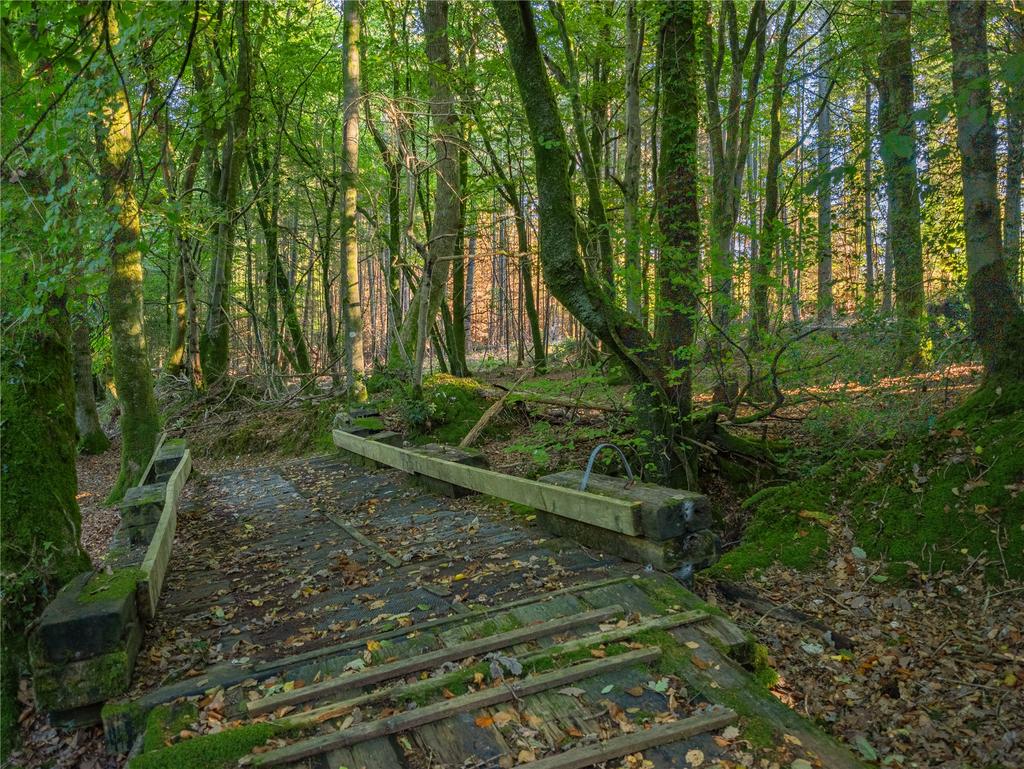 Woodland
