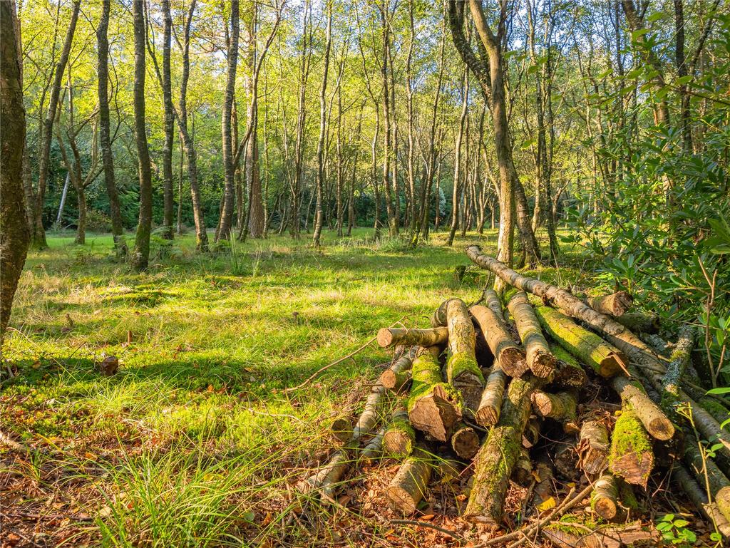 Woodland