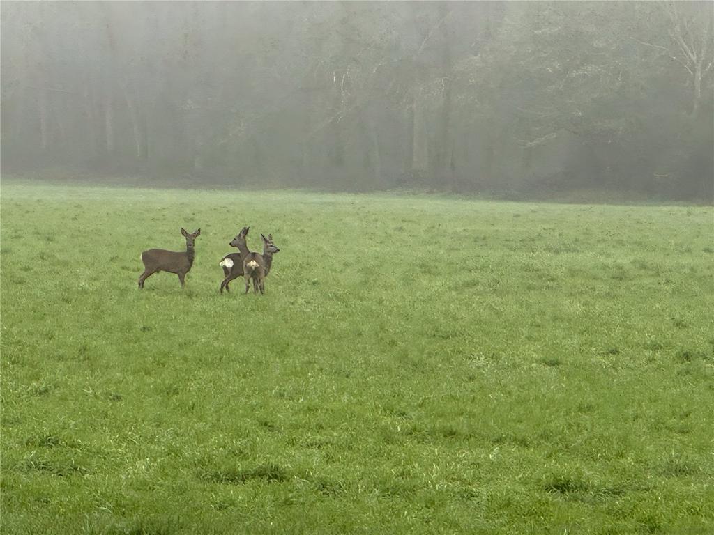 Deer