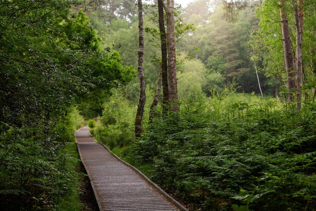 Woodland.jpg