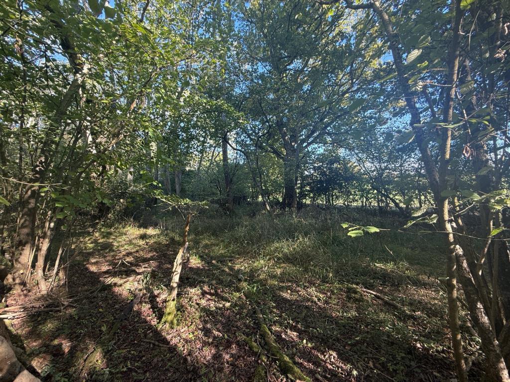 Woodland