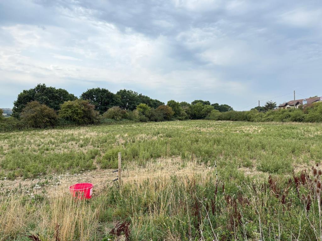 Grazing fields