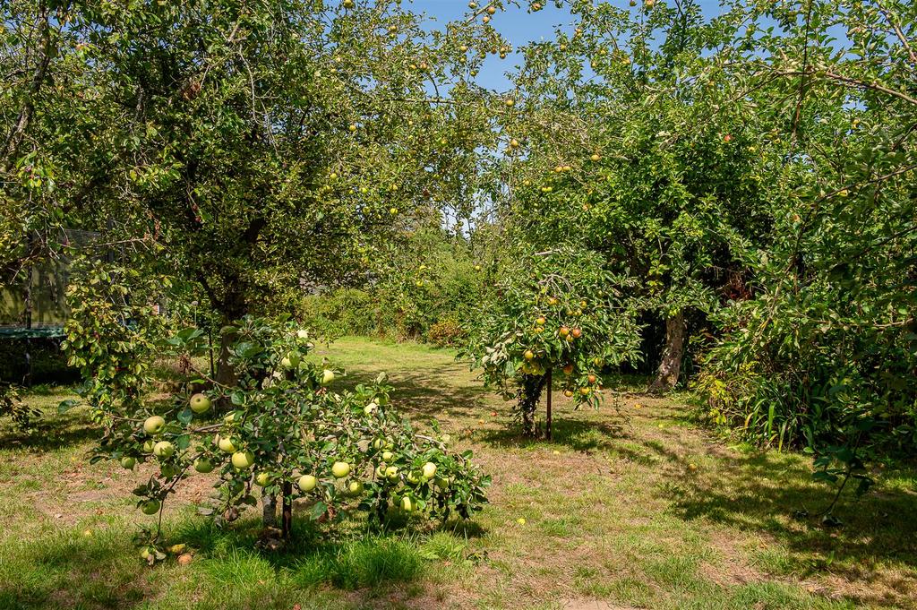 Orchard
