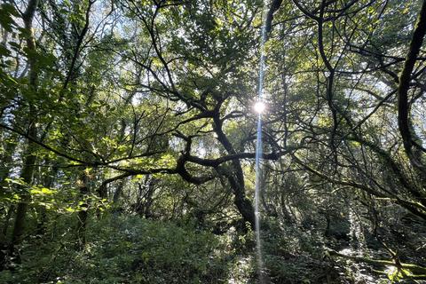 undefined, Coed Wern, Llangynog SA33