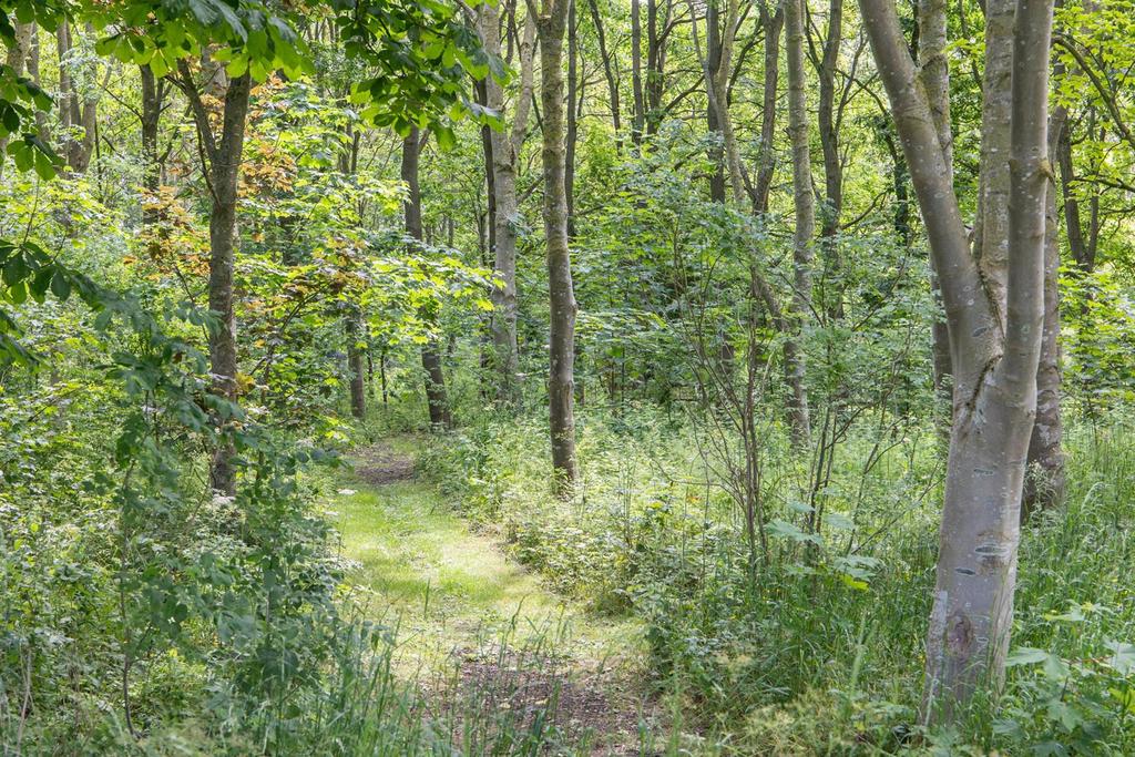 Woodland