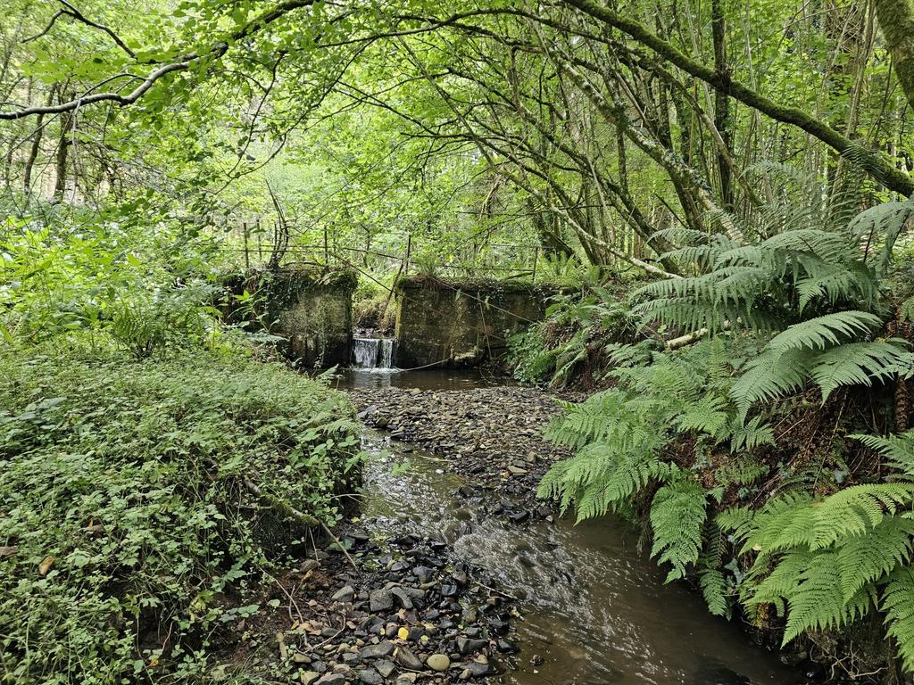 Woods Nr. Stoodleigh
