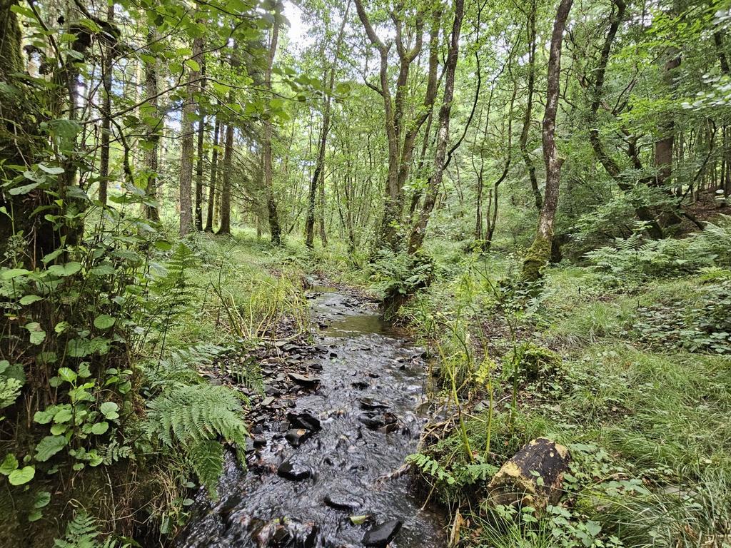 Woods Nr. Stoodleigh