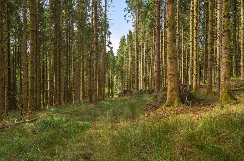 Woods Nr. Stoodleigh