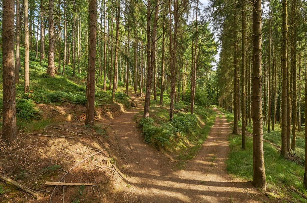 Woods Nr. Stoodleigh