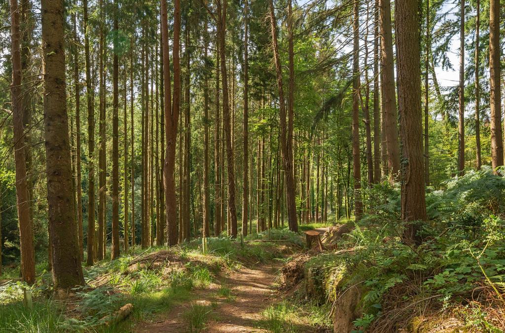 Woods Nr. Stoodleigh