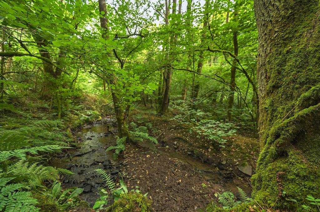Woods Nr. Stoodleigh