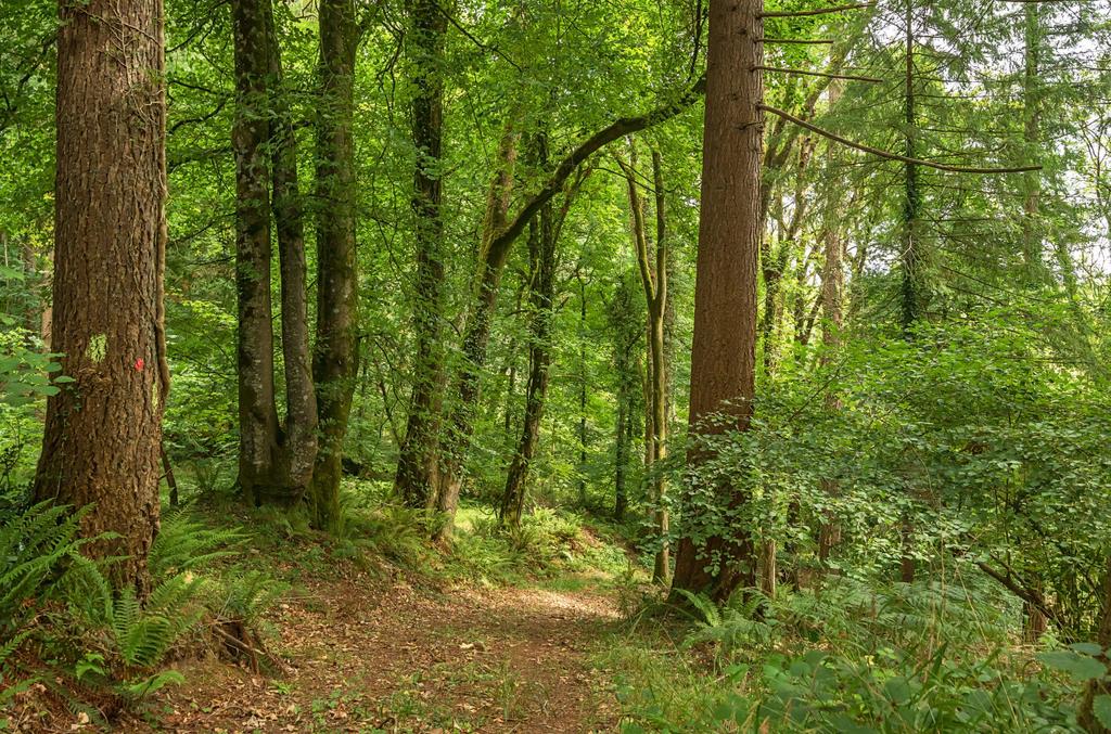 Woods Nr. Stoodleigh