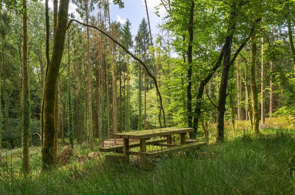 Woods Nr. Stoodleigh