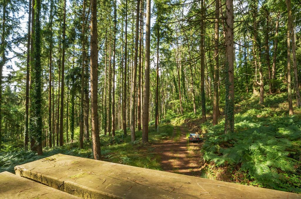 Woods Nr. Stoodleigh