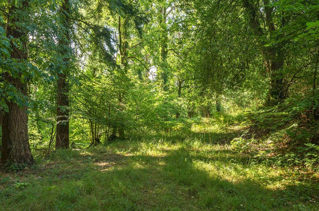 Woods Nr. Stoodleigh