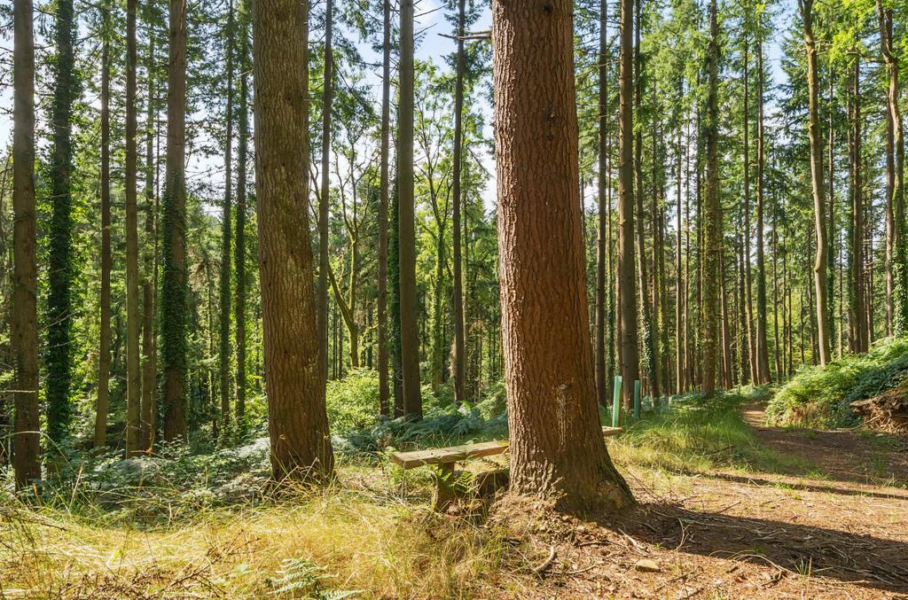Woods Nr. Stoodleigh