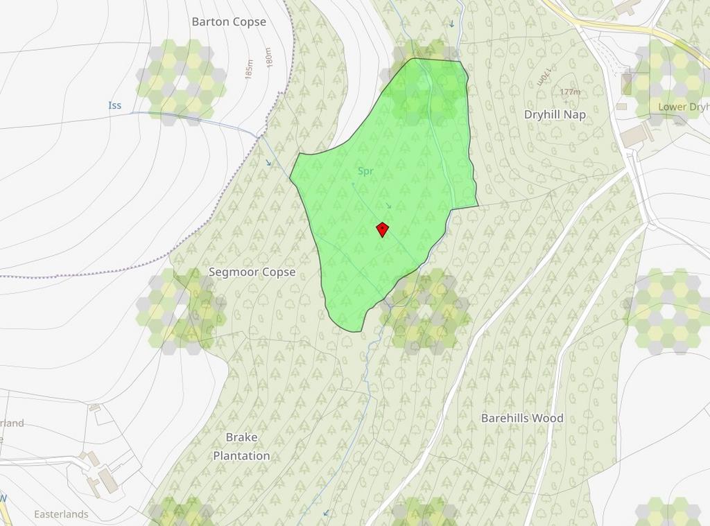 Loxbeare Wood