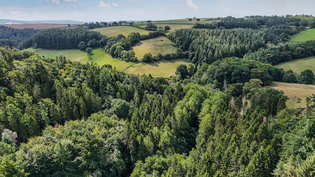 Woods Nr. Stoodleigh