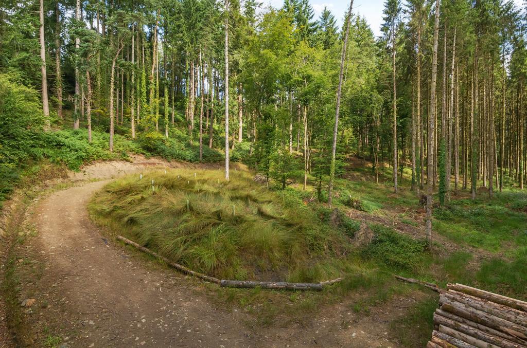 Woods Nr. Stoodleigh