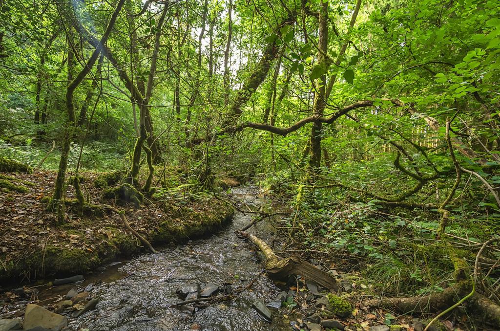 Woods Nr. Stoodleigh