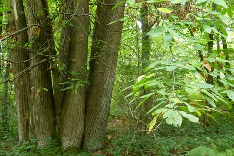 undefined, Baynards Wood, near Rudgwick, Surrey RH12
