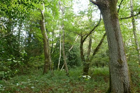 Woodland for sale, Baynards Wood, near Rudgwick, Surrey RH12