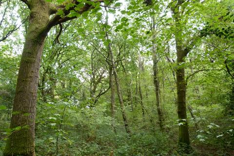 Woodland for sale, Baynards Wood, near Rudgwick, Surrey RH12