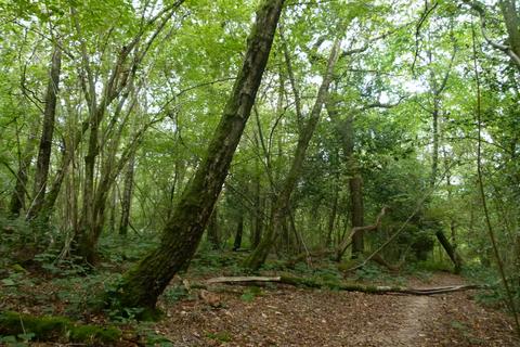 Woodland for sale, Baynards Wood, near Rudgwick, Surrey RH12