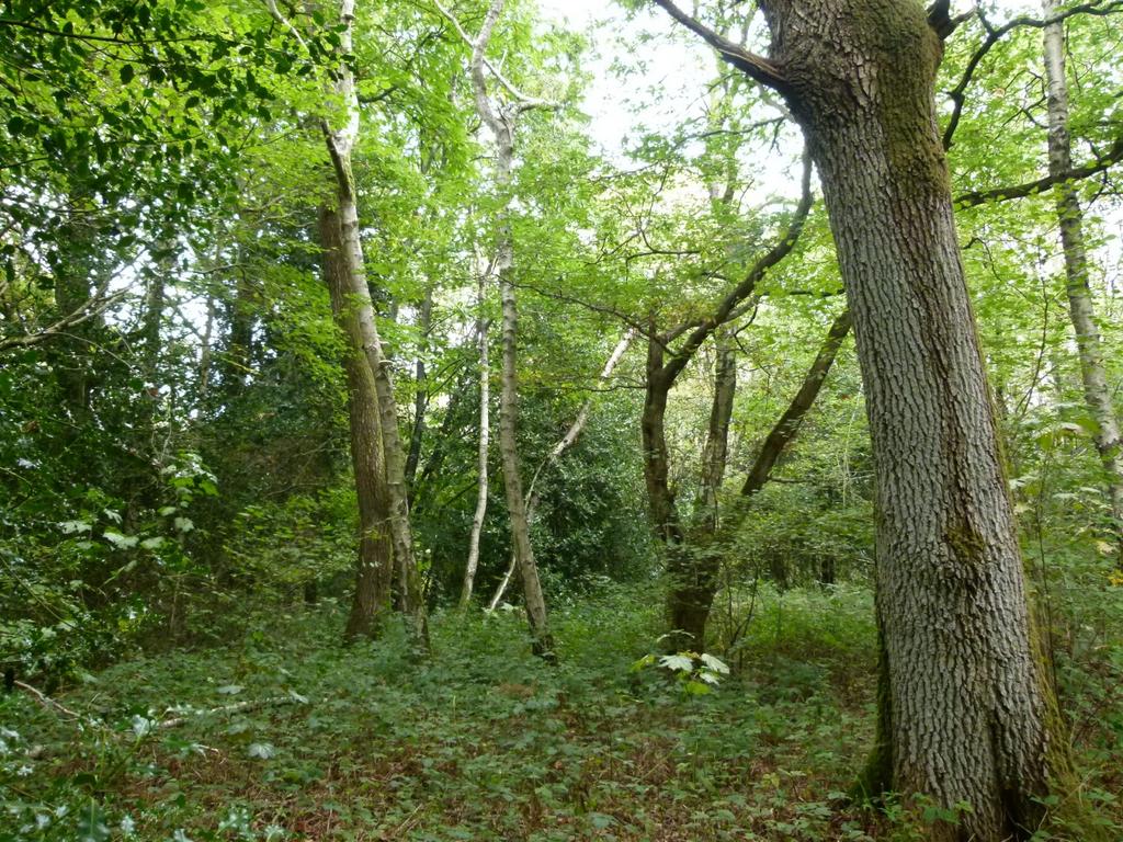 Baynards Wood, near Rudgwick, Surrey RH12