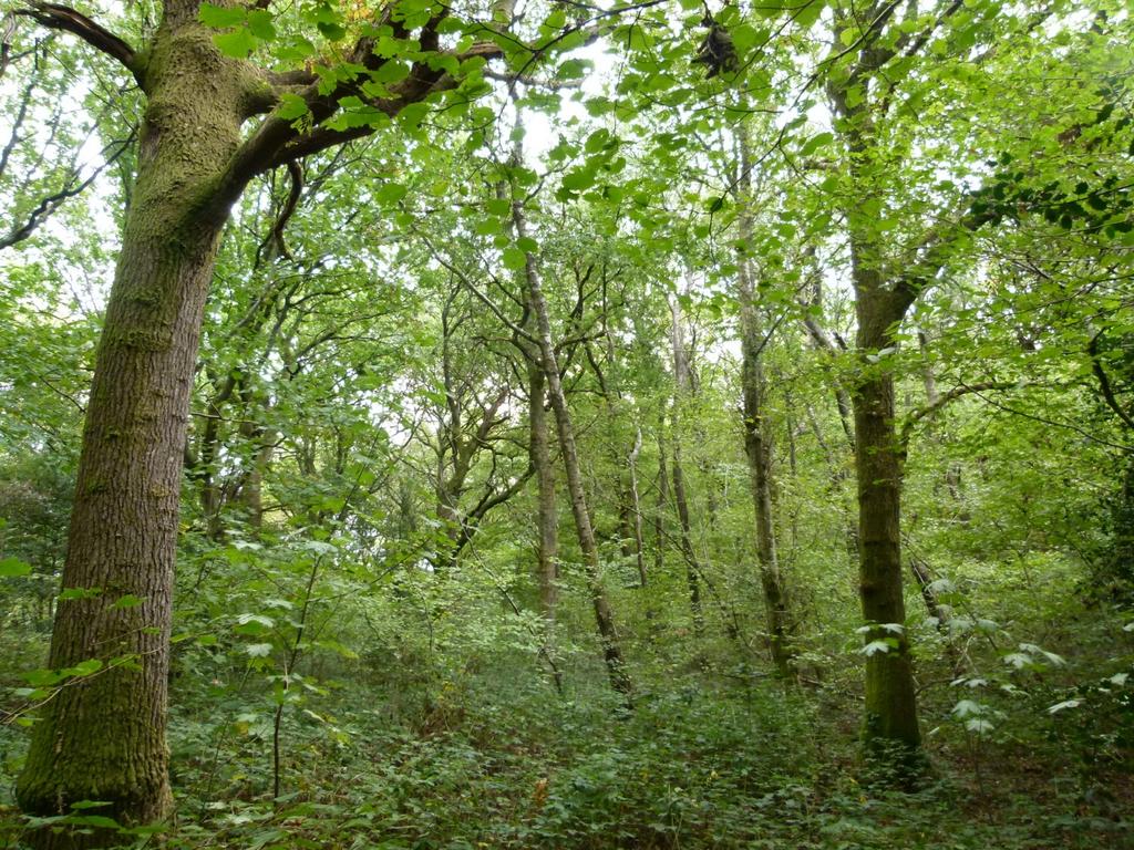 Baynards Wood, near Rudgwick, Surrey RH12 - View 2