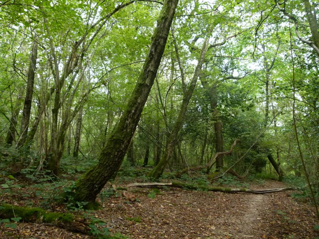 Baynards Wood, near Rudgwick, Surrey RH12 - View 3