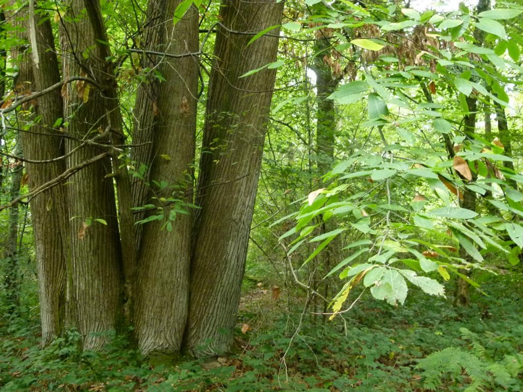 Baynards Wood, near Rudgwick, Surrey RH12 - View 4