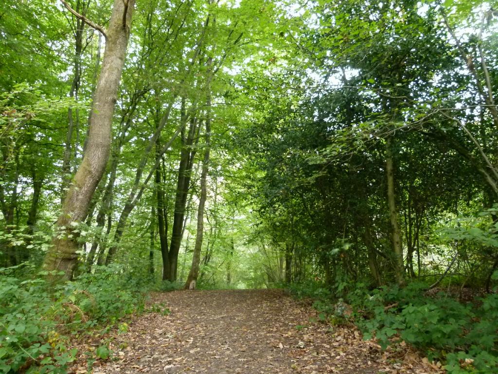 Baynards Wood, near Rudgwick, Surrey RH12 - View 5