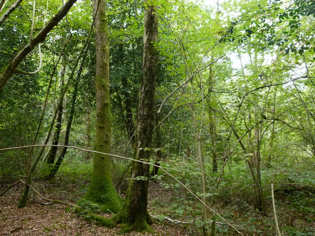 Baynards Wood, near Rudgwick, Surrey RH12 - More