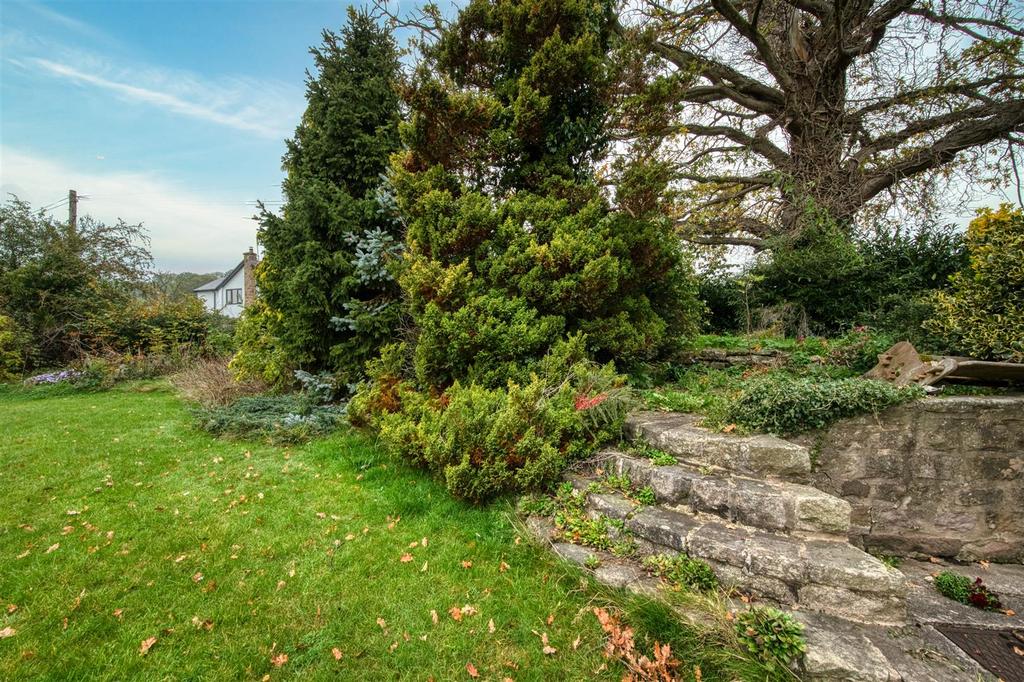 Rear Garden - cypresses.jpg