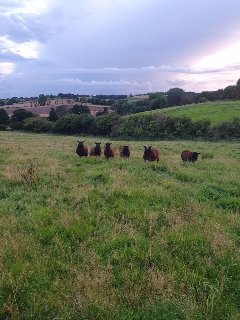 Furze Hill Farm