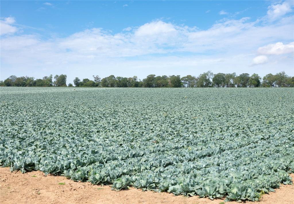Lot 1 - Field 4