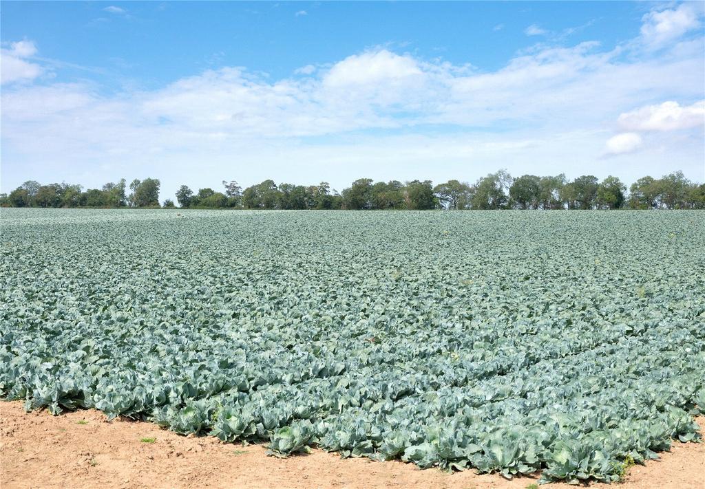 Lot 1 - Field 4